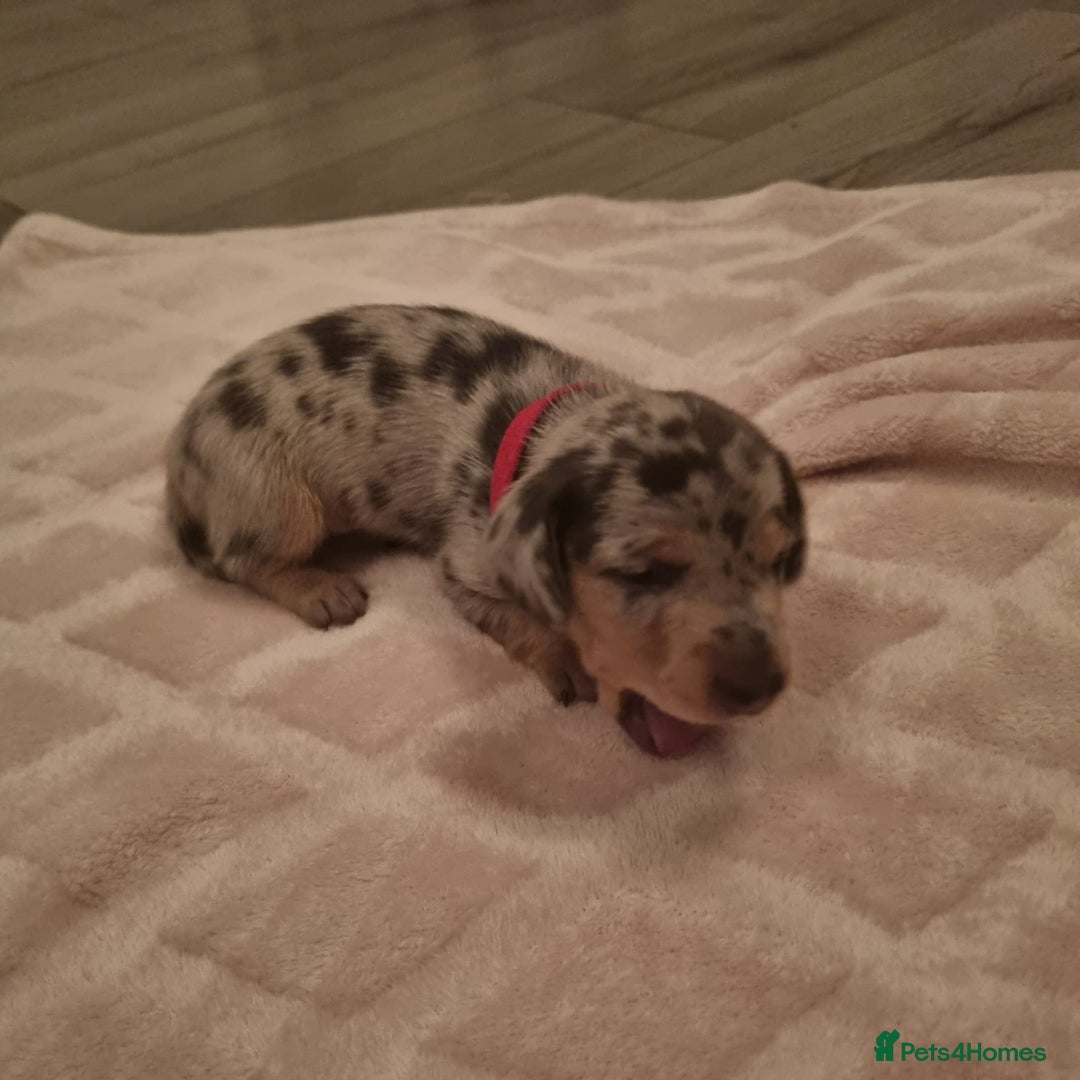 Miniature Dachshund dogs for sale: 1 remaining Beautuful mini short hair dachsund - Advert 2