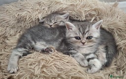 Mixed Breed cats for sale: Beautiful Persian/Exotic kittens ready now! 💫 - Image 11