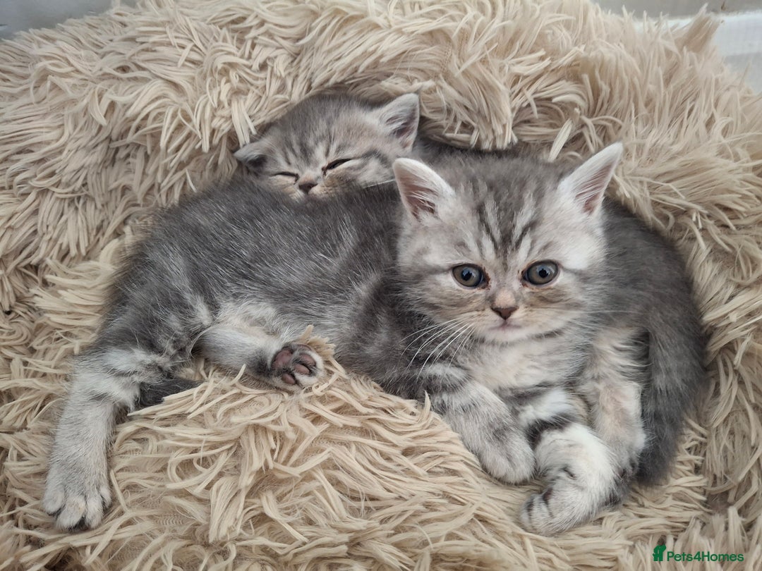 Mixed Breed cats for sale: Beautiful Persian/Exotic kittens ready now! 💫 - Image 11