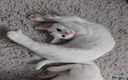 Mixed Breed cats for sale: 3 male microchipped kittens left  - Image 11