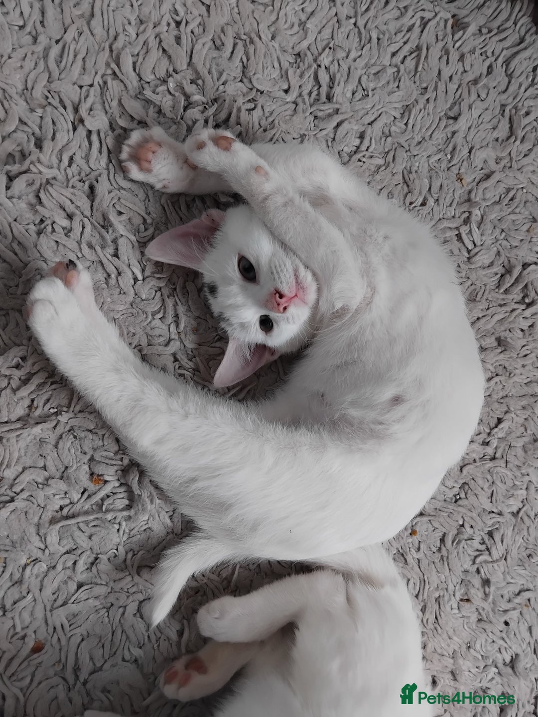 Mixed Breed cats for sale: 3 male microchipped kittens left  - Image 11