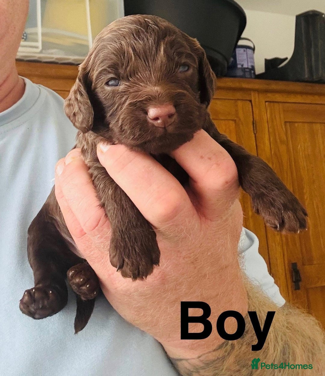 Cockapoo dogs for sale: DNA TESTED Cockapoo puppies, ready 22nd October  - Image 11