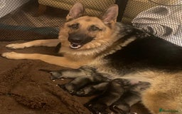 Shepsky dogs for sale: Gorgeous Shepsky pups (German shepherd x Husky) - Image 11