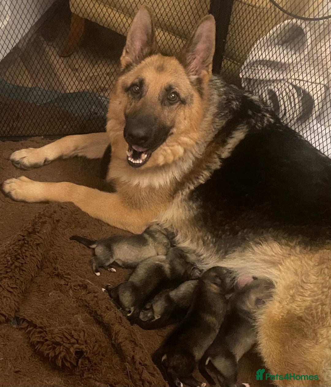 Shepsky dogs for sale: Gorgeous Shepsky pups (German shepherd x Husky) - Image 11