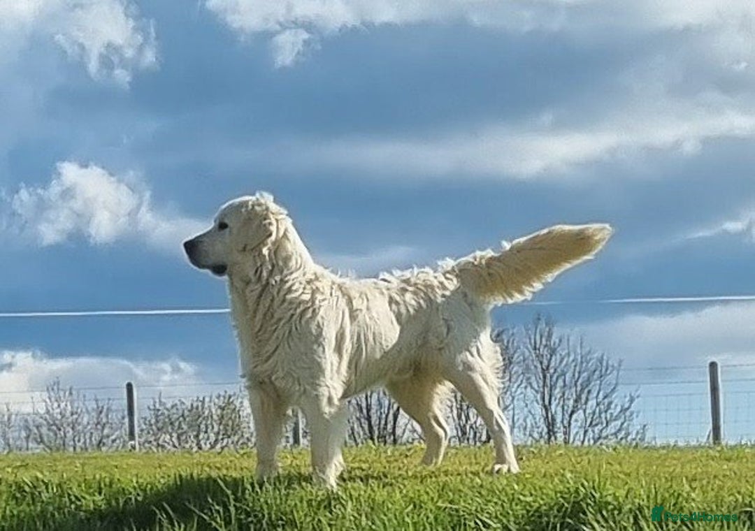 Golden Retriever dogs for sale: KC GOLDEN RETRIEVER PUPPIES  - Image 19