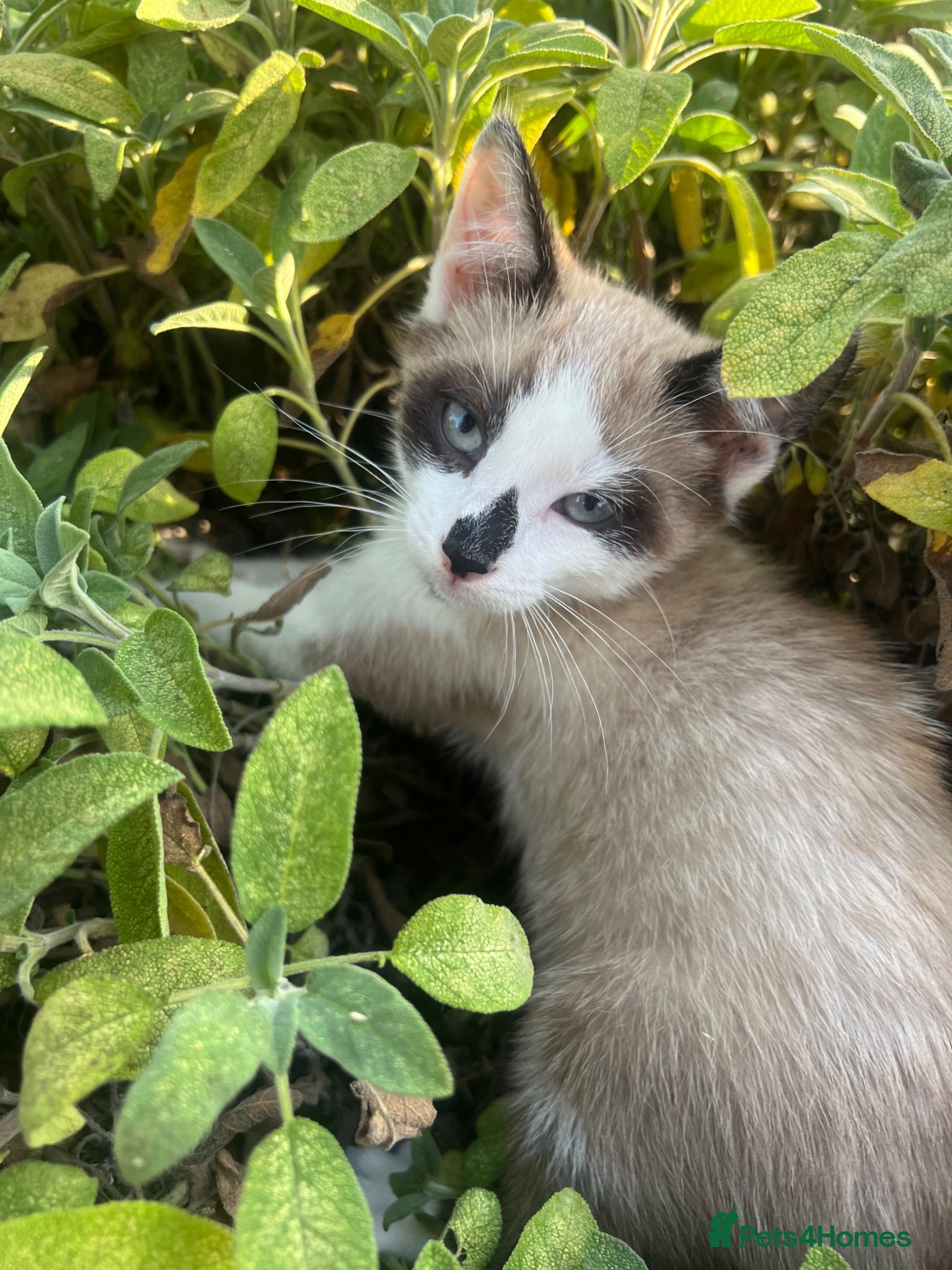 Ragdoll cats Ragdoll X Siamese Kittens.  - Advert 1