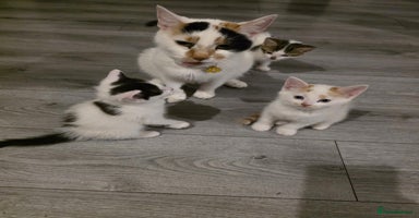 Mixed Breed cats - Advert 12