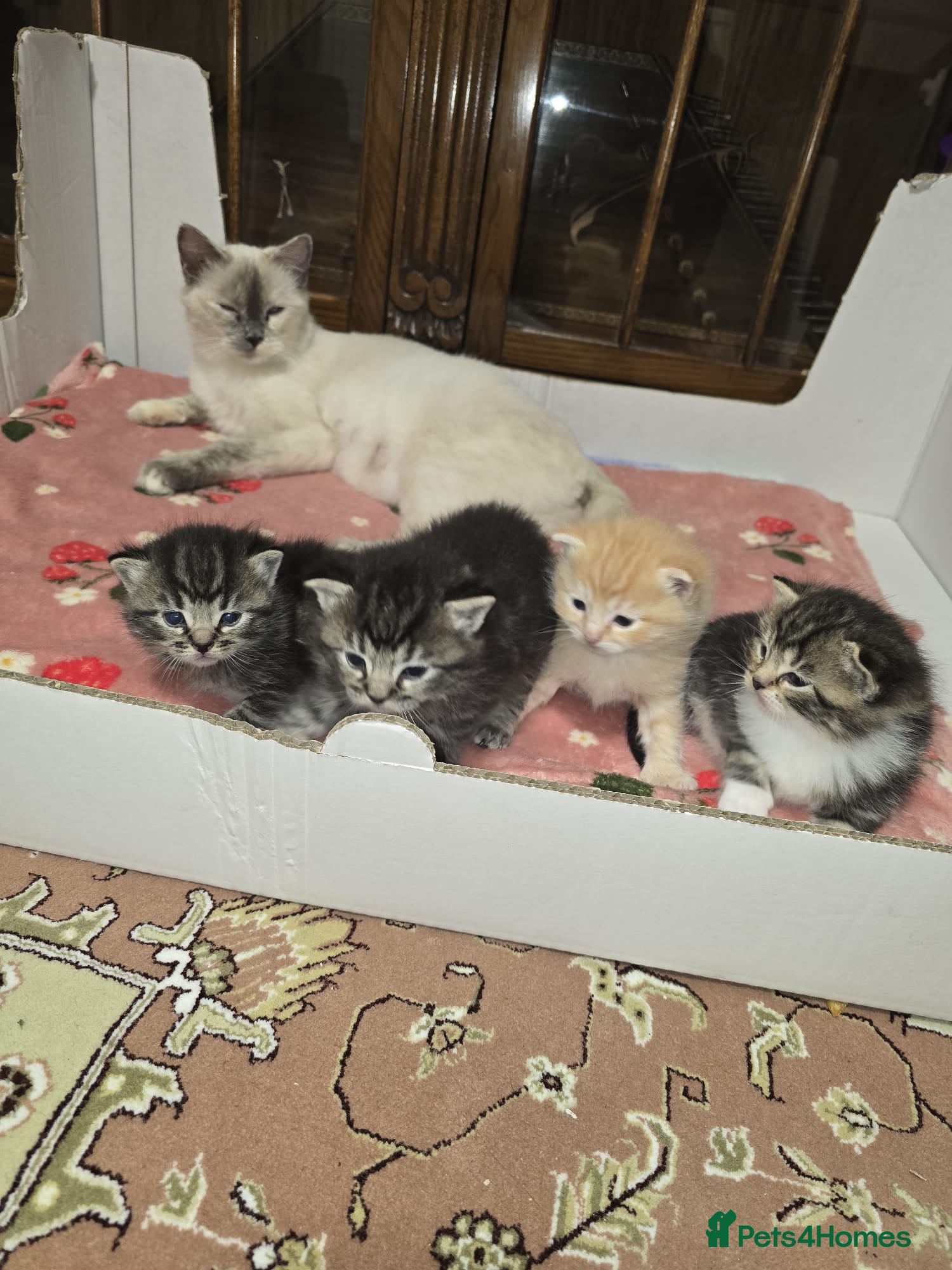 Ragdoll cats Mom and kittens  - Advert 8