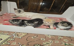 Ragdoll cats for sale: Mom and kittens  - Image 1