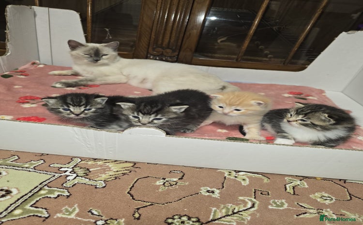 Ragdoll cats - Advert 1
