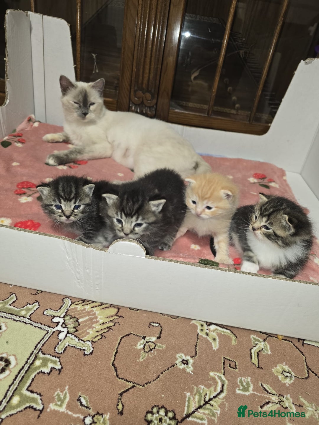 Ragdoll cats for sale: Mom and kittens  - Image 1