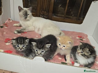 Ragdoll cats - Advert 5