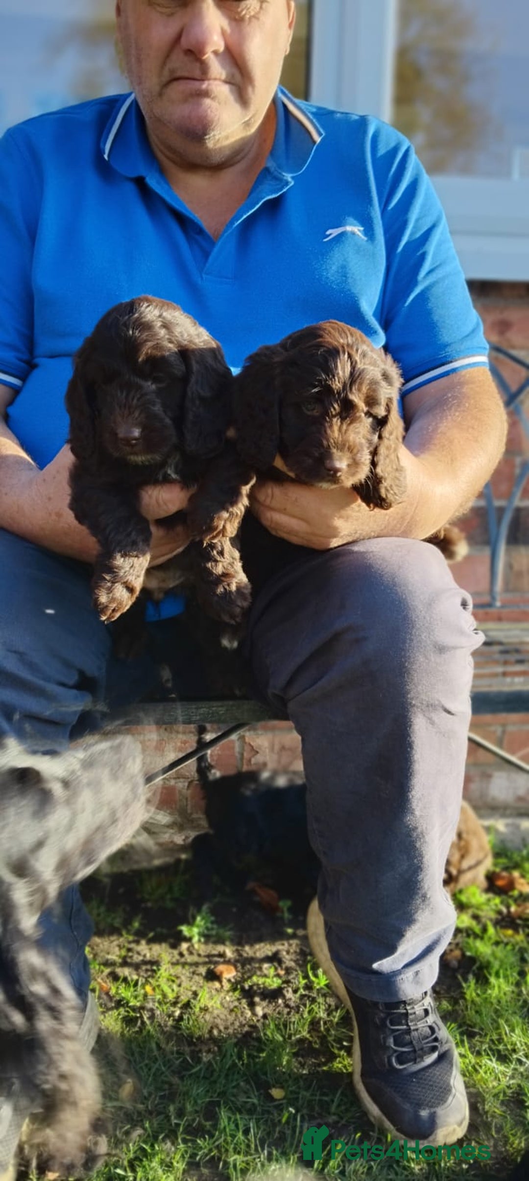 Cockapoo dogs for sale: adorable cockerpoo puppies - Advert 5