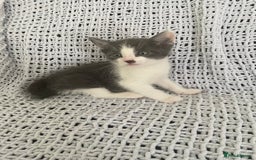 Mixed Breed cats for sale: Beautiful kittens for sale  - Image 2