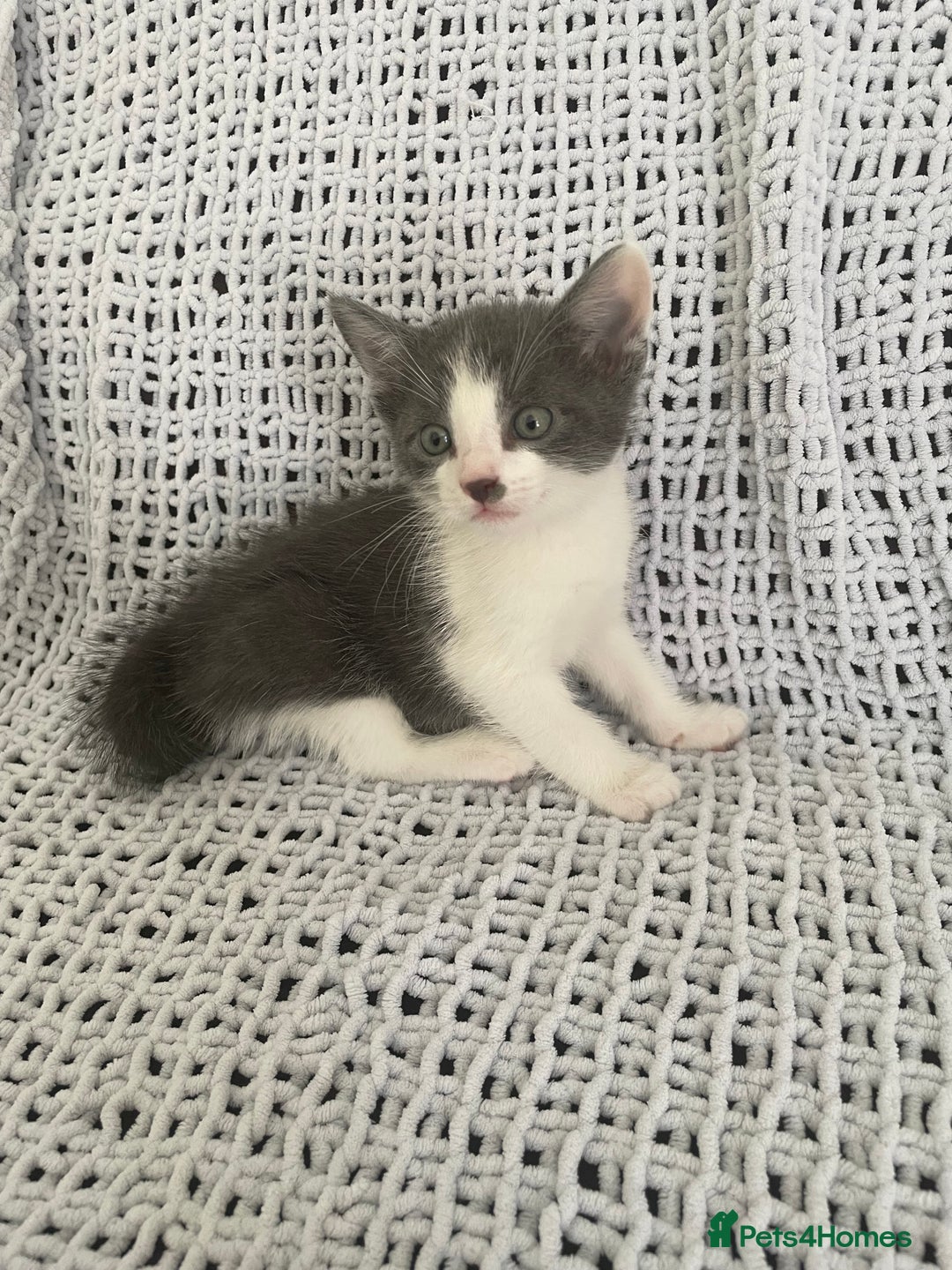 Mixed Breed cats for sale: Beautiful kittens for sale  - Image 2