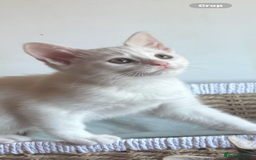 Mixed Breed cats for sale: Two Beautiful Kittens 💕 - Image 6