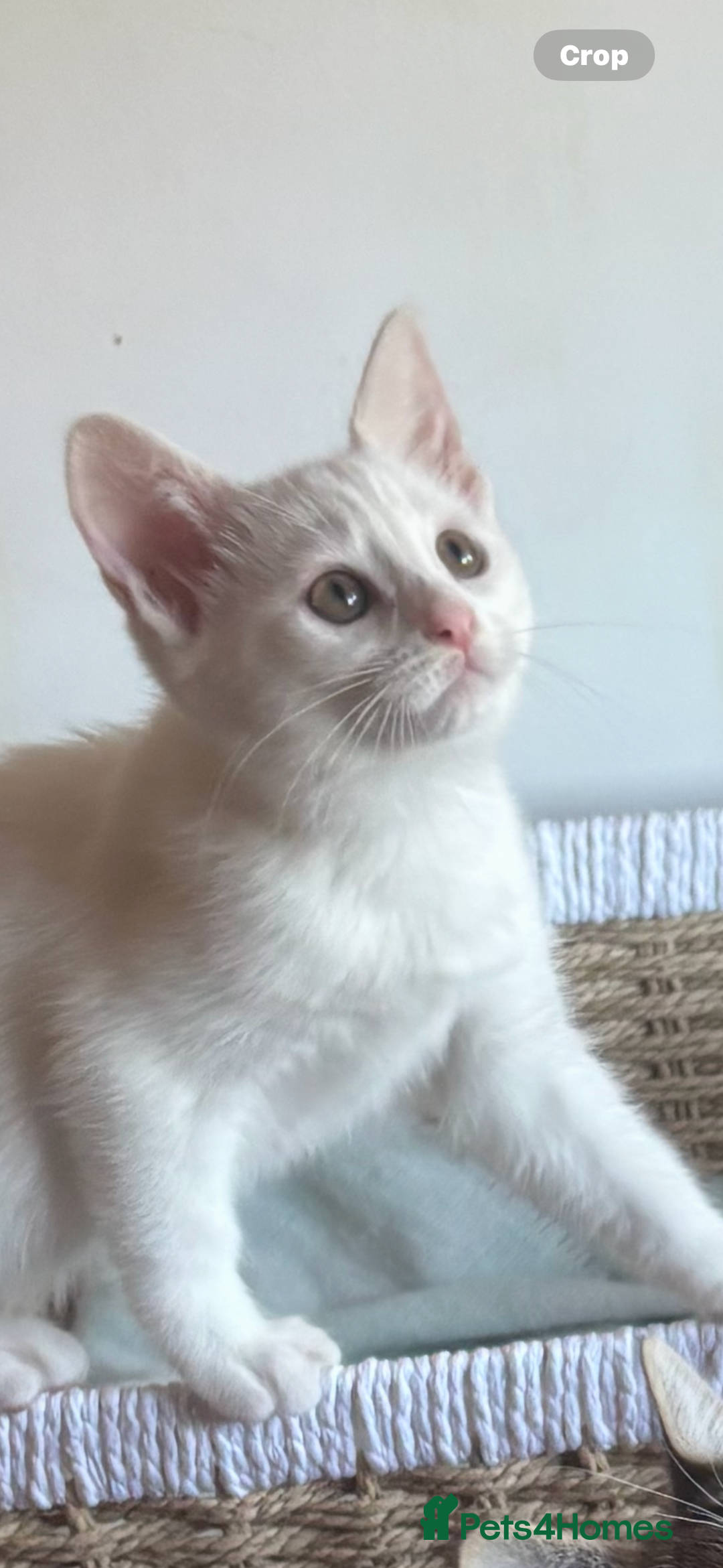 Mixed Breed cats for sale: Two Beautiful Kittens 💕 - Image 6