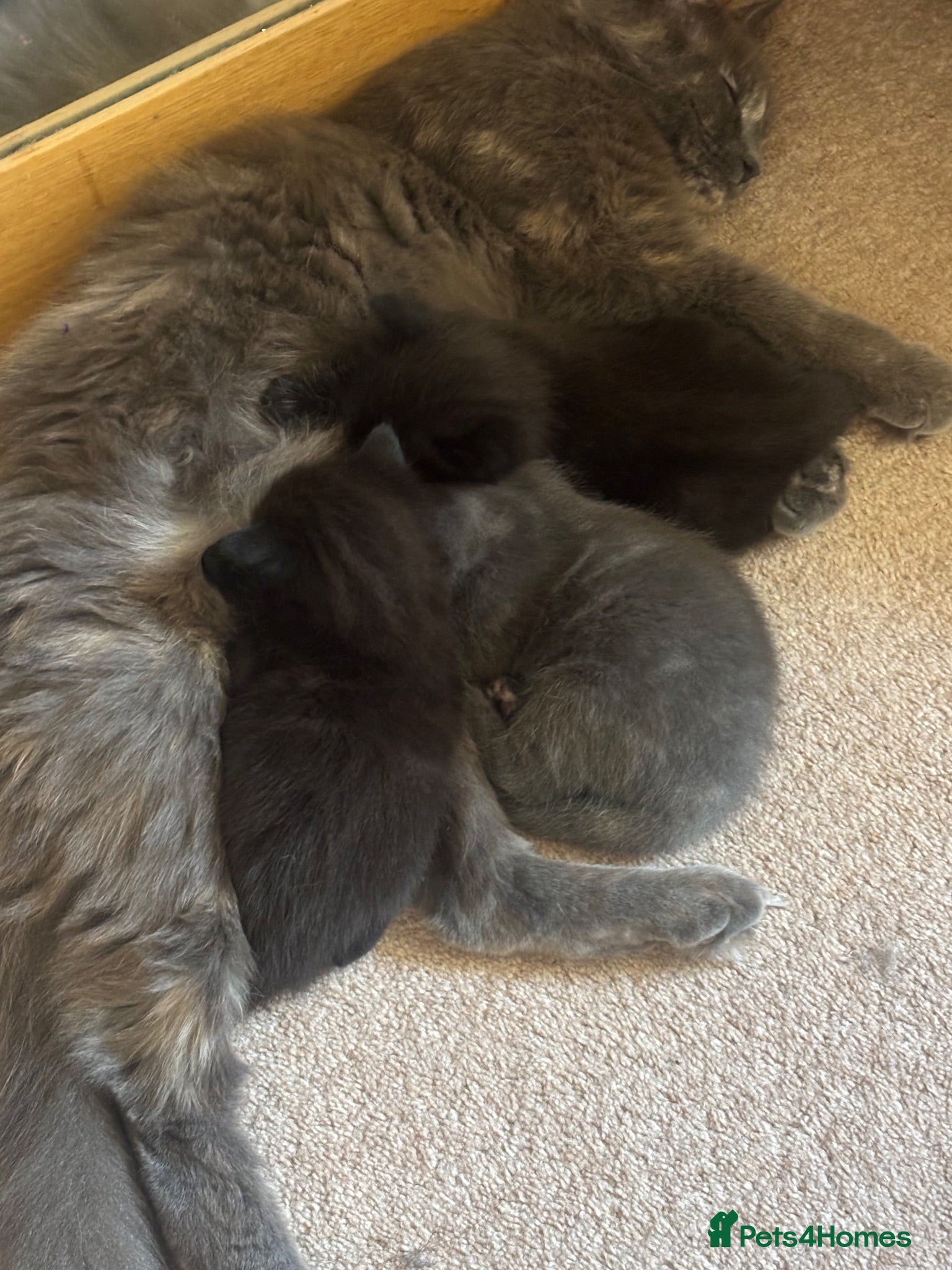 Nebelung cats Nebelung/ mixed kittens - Advert 11