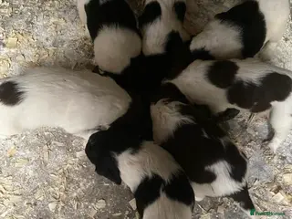 English Springer Spaniel dogs Springer spaniel pups - Advert 1