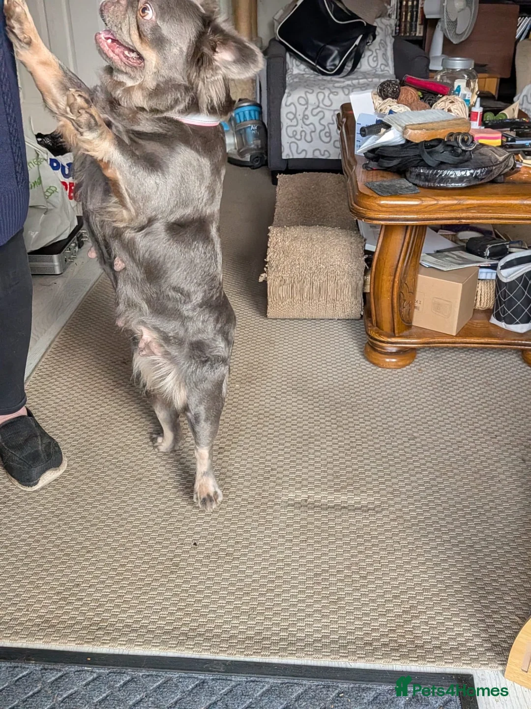 French Bulldog dogs for sale: Macy Fluffy french bulldog for sale  in Rugby - Advert 2