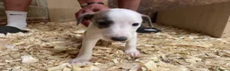 Whippet dogs for sale: Stunning litter of Whippets  - Advert 10