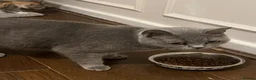 Mixed Breed cats for sale: Kittens Looking for Their Forever Homes MIXED BSH in London - Advert 1