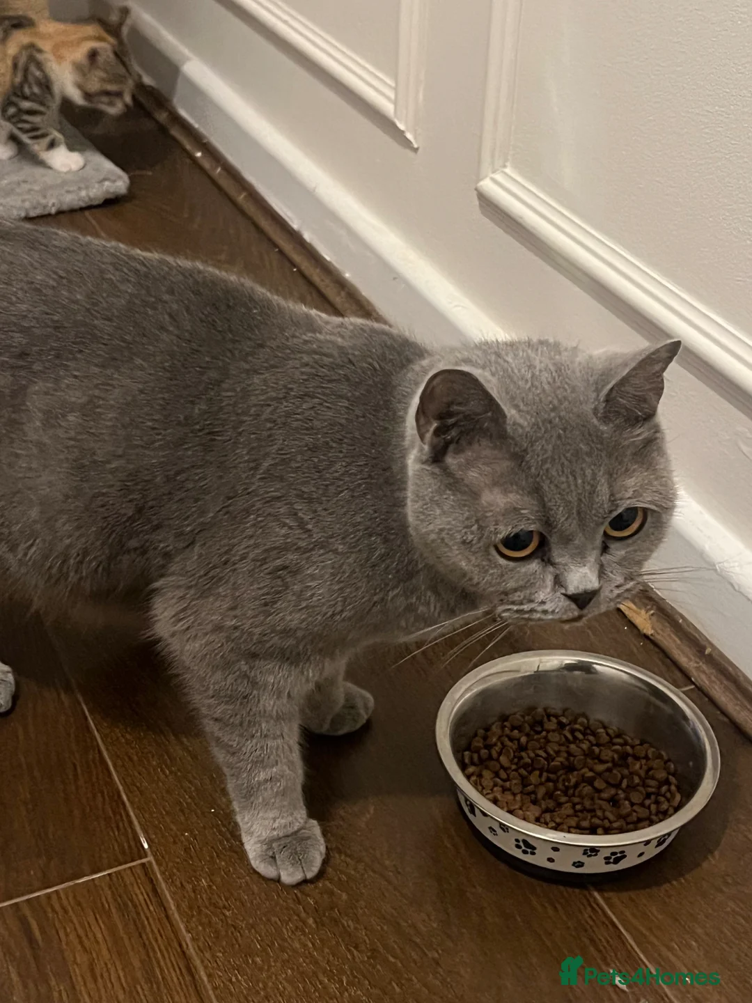 Mixed Breed cats for sale: Kittens Looking for Their Forever Homes MIXED BSH in London - Advert 1