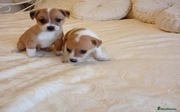 Jack Russell dogs for sale: Miniature Jack Russell puppies  - Image 5