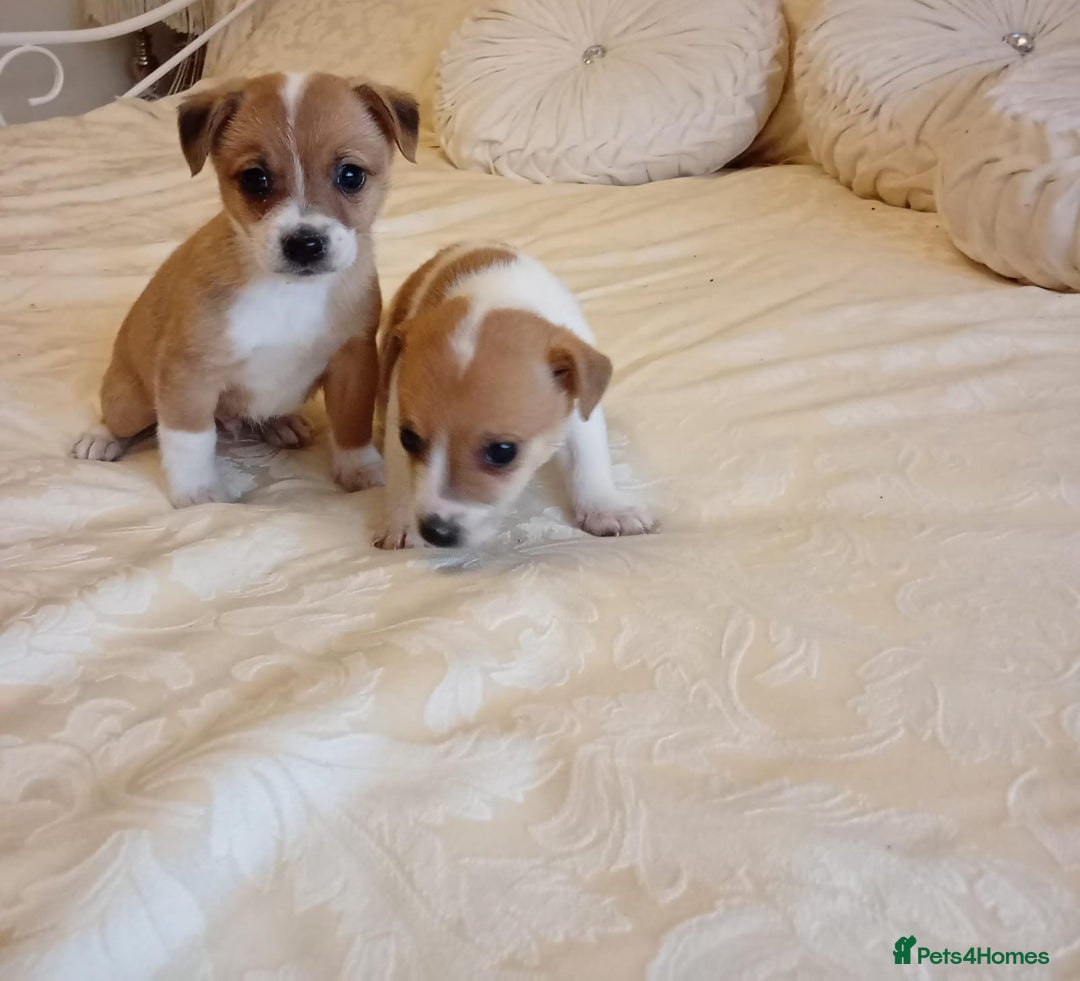 Jack Russell dogs for sale: Miniature Jack Russell puppies  - Image 5