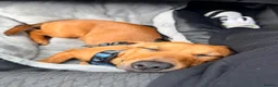 Mixed Breed dogs for sale: Daffie (dachshund X staffie) Rolo in Barnstaple - Advert 6