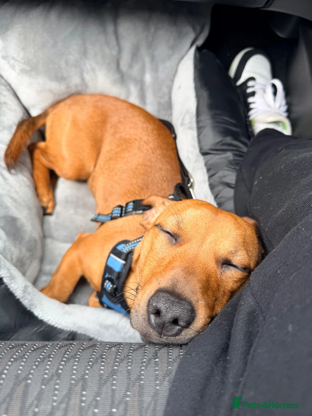 Mixed Breed dogs for sale: Daffie (dachshund X staffie) Rolo in Barnstaple - Advert 6