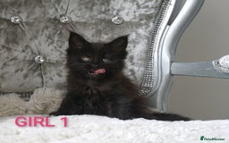 Maine Coon cats for sale: SHOW QUALITY MAINE COON KITTENS  - Image 3