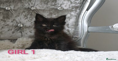 Maine Coon cats - Advert 2