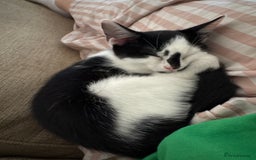 Domestic Shorthair cats for sale: Playful domestic shorthair kitten  - Image 9