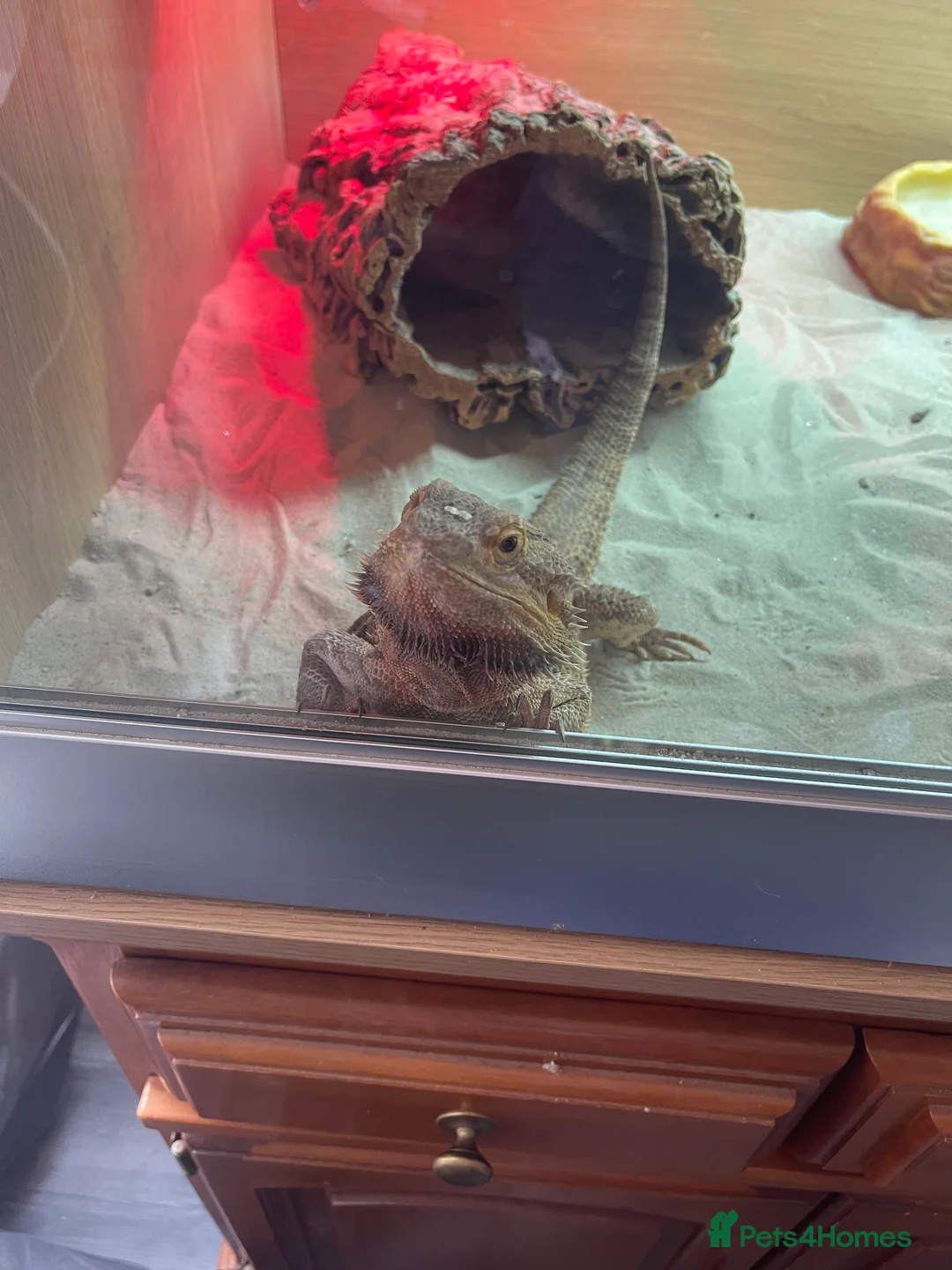 Bearded Dragon reptiles for sale: Bearded dragon and full set up - Advert 2