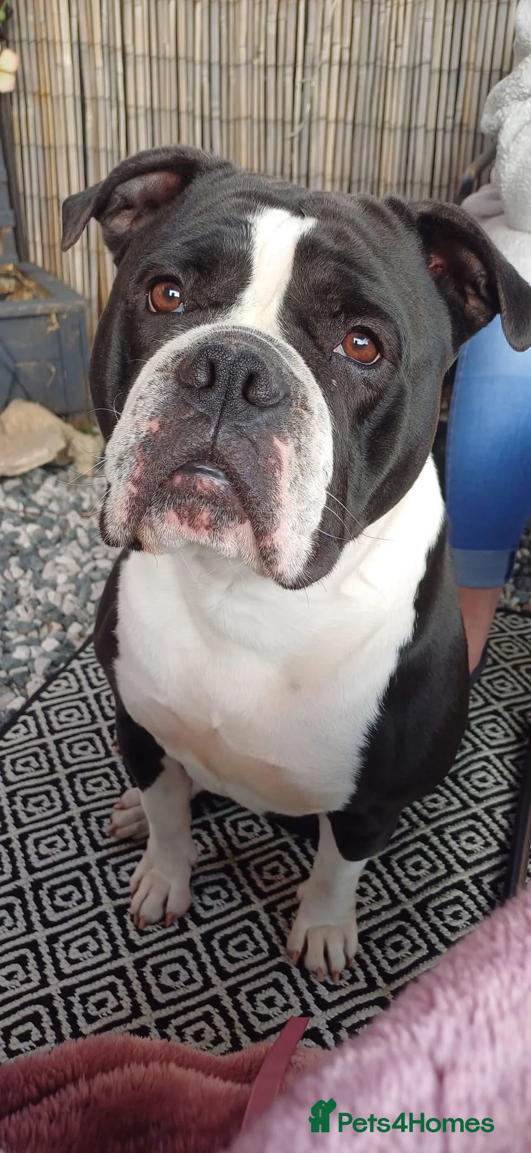 Dorset Olde Tyme Bulldogge dogs for sale: Olde tyme bulldog  - Advert 1