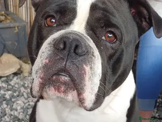 Dorset Olde Tyme Bulldogge dogs Olde tyme bulldog - Advert 1