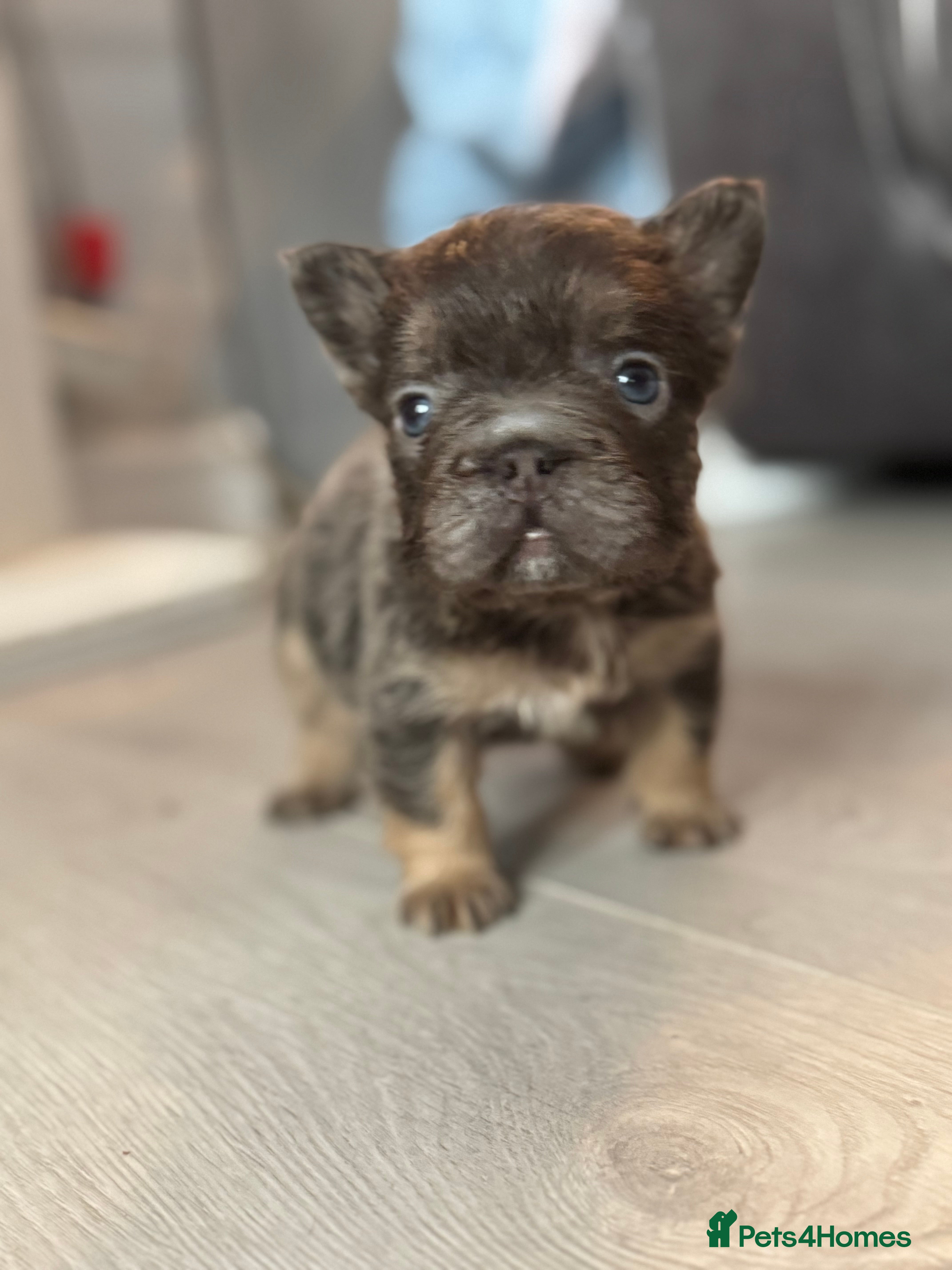 French Bulldog dogs BEAUTIFUL LILAC & TAN FLUFFY GIRL CARRYING TESTABL - Advert 15