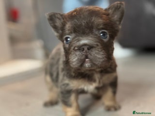 French Bulldog dogs BEAUTIFUL LILAC & TAN FLUFFY GIRL CARRYING TESTABL - Advert 15