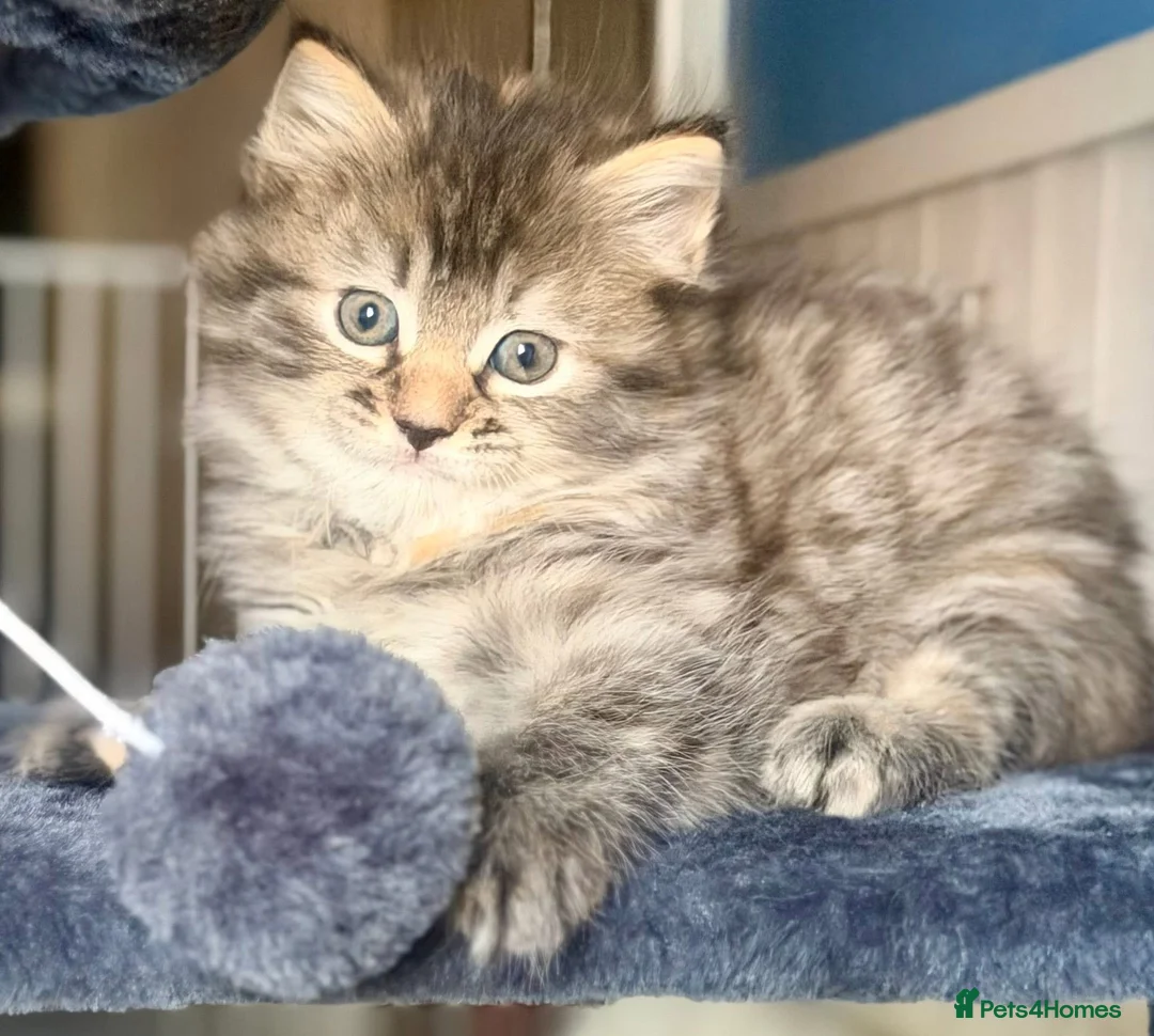 Mixed Breed cats for sale: Beautiful kittens - Advert 2