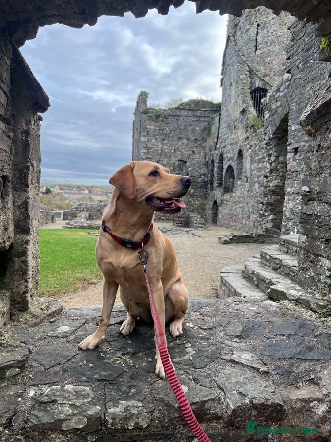 Labrador Retriever dogs for sale: Last Puppy Remaining - One black male - Advert 2