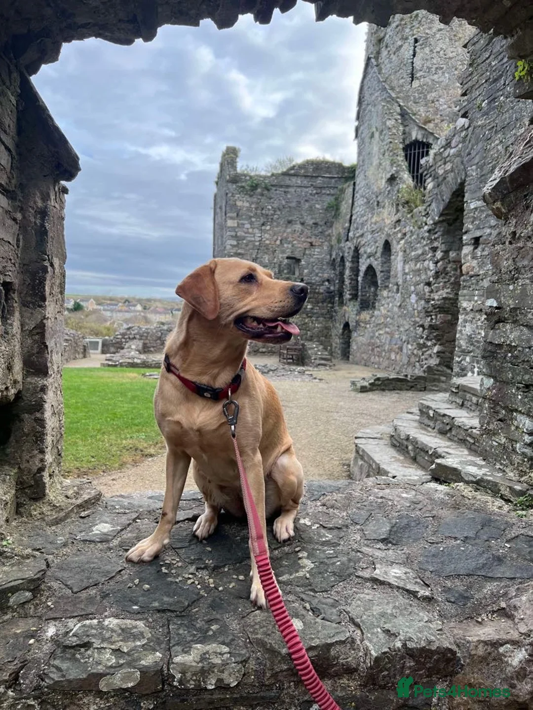 Labrador Retriever dogs for sale: Last Puppy Remaining - One black male - Advert 2