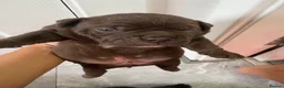 American Bully dogs for sale: **MICRO BULLY PUPPIES *** - Advert 25