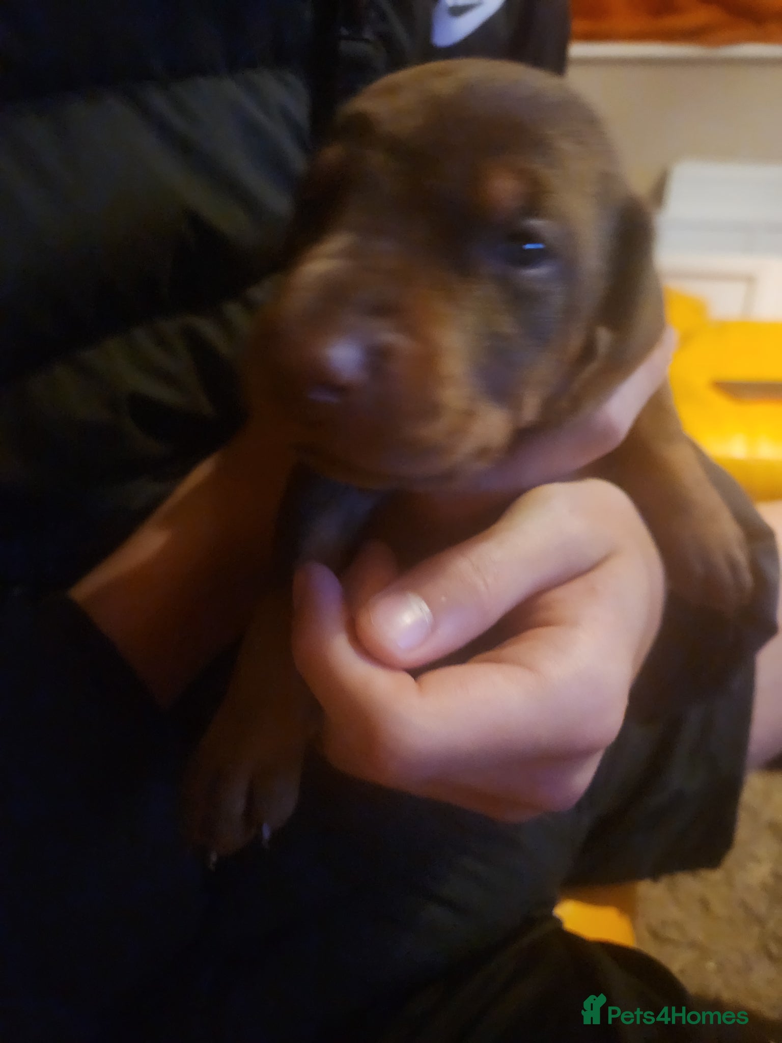 Dobermann dogs Doberman puppies European parents  - Advert 7