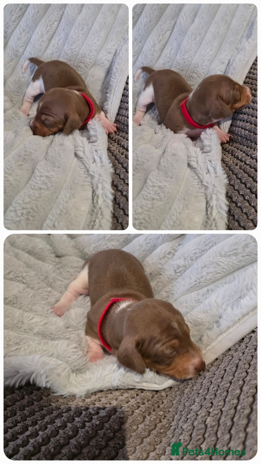 Miniature Dachshund dogs for sale: Miniture dachshund puppies available.  - Advert 7