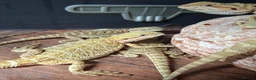 Bearded Dragon reptiles for sale: Baby bearded dragons for sale - Advert 3