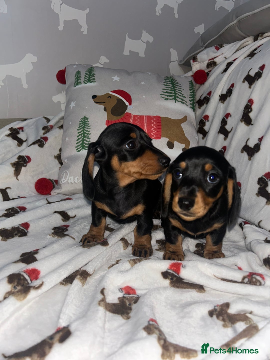 Miniature Dachshund dogs for sale: Miniature Smooth Dachshund Puppies  - Advert 2
