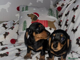 Miniature Dachshund dogs Miniature Smooth Dachshund Puppies - Advert 6