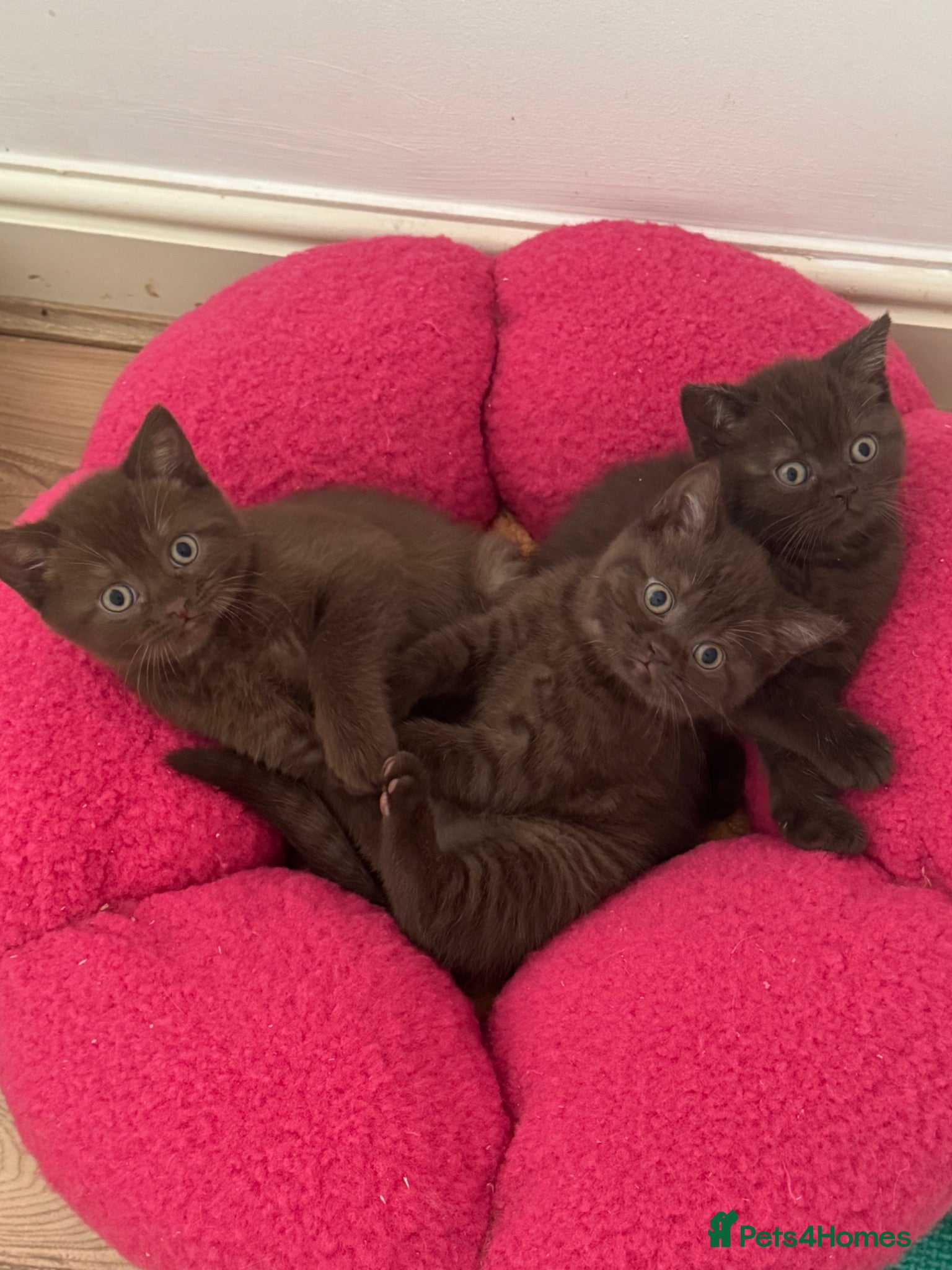 British Shorthair cats for sale: ⭐️🇬🇧🍫chocolate girl , ready soon, GCCF REG  - Advert 1