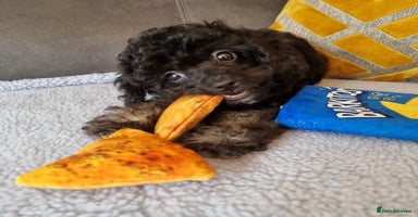 Cockapoo dogs - Advert 4